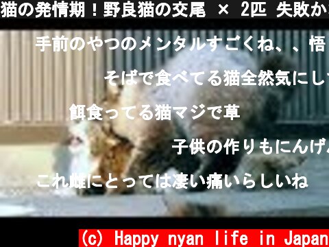 猫の発情期！野良猫の交尾 × 2匹 失敗かな？・・メス猫の鳴き声が大きいです！　Mating  Stray Cat and funny cats in japan 2018  (c) Happy nyan life in Japan